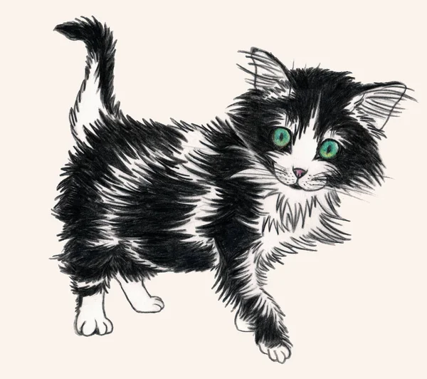 Street black and white cat with long fur and green eyes isolated on light beige background. Pencil hand sketch.