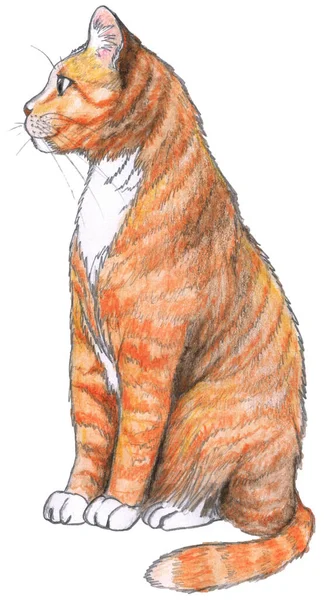 Smiling Ginger Tabby White Cat Sitting White Background Pencil Hand — Photo