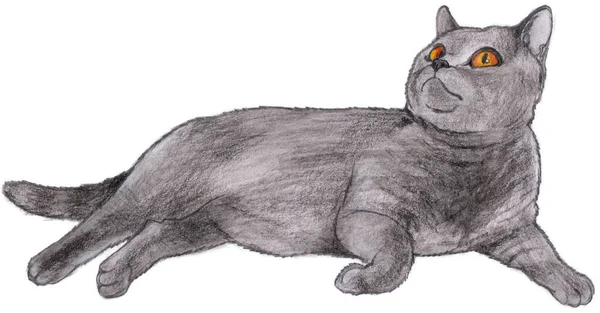 Grey fat kitty with yellow eyes rests on his side on white background. Pencil hand drawing of a pedigree cat