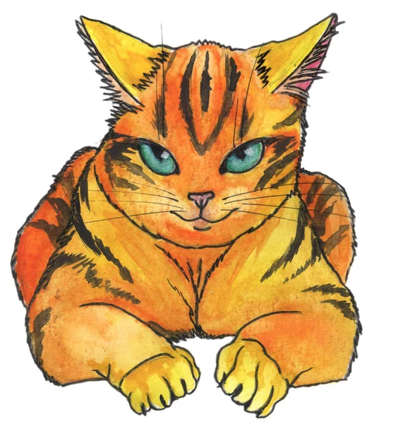 Hand Drawing Malicious Looking Little Tiger Cat Blue Eyes Resting — Fotografia de Stock