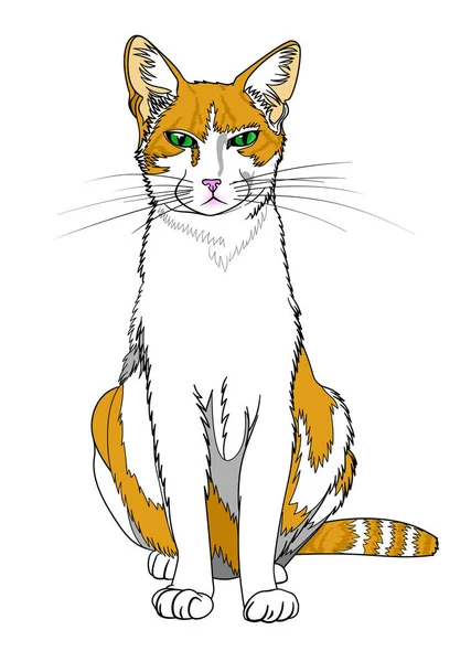 Ginger-white slender cat with green menacing eyes isolated on the white background sits, watching you judgingly
