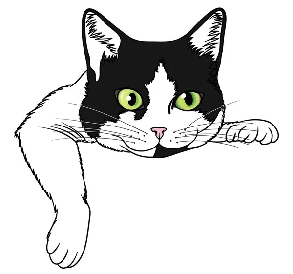 Black White Cunning Cat Green Eyes Lying Isolated White Background — Stockfoto