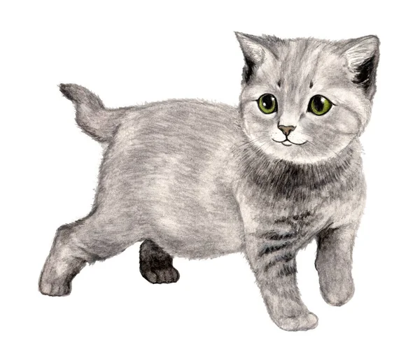 Grey cute smiling kitten isolated on white background. Pencil hand drawing.