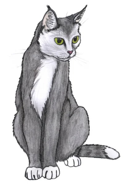 Curious Grey Cat White Chest Sits White Background Pencil Hand — 스톡 사진