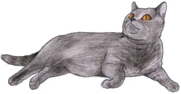Grey Fat Kitty Yellow Eyes Rests His Side White Background Stockbild