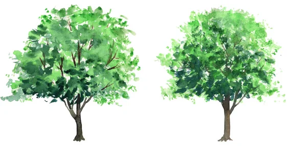 green trees isolated on white background, watercolor hand drawing