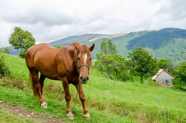 Joli Cheval Rouge Dans Les Montagnes Des Carpates Dans Herbe — Photo