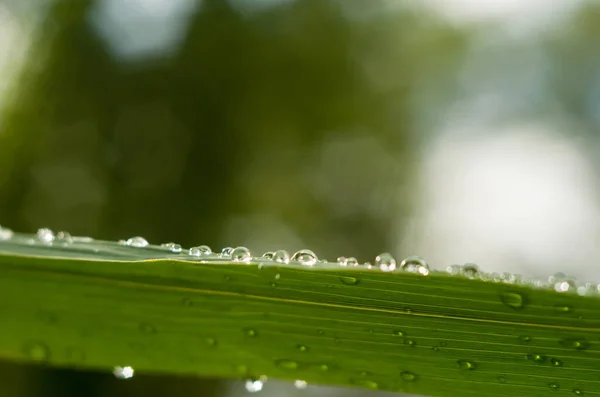 Water drops on green reed leaves in the sun near the river