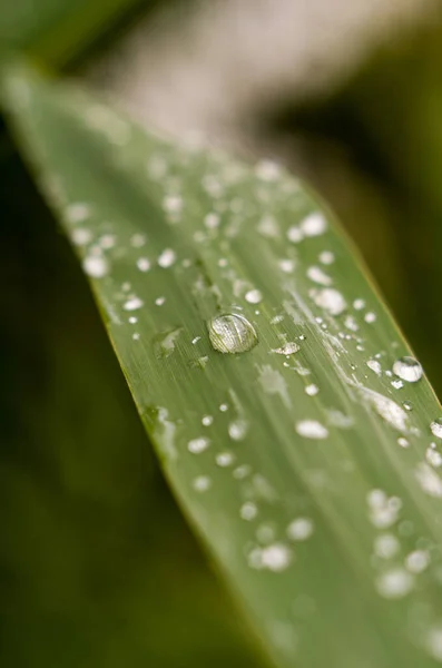 Water Drops Green Reed Leaves Sun River — Stock Photo, Image