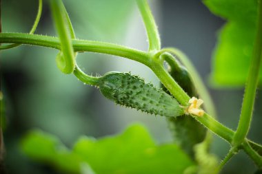 Bir dalda yeşil salatalık