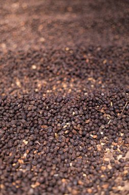 Kahve çiftliği turu El Salvador