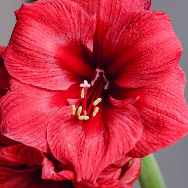 Close-up of beautiful blooming red amaryllis on the blurred background. Greeting card. Post card.