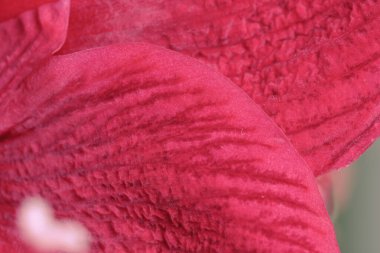 Close - up of beautiful sensual red amaryllis petals. Bright red flower petals on grey background. Greeting card. Post card. 