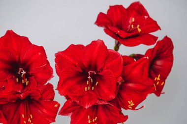 Beautiful bouquet of ornate blooming red amaryllis on light background.Greeting card. Post card. Place for your text. 