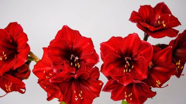 Beautiful bouquet of ornate blooming red amaryllis on light background. Greeting card. Post card. Place for your text. 