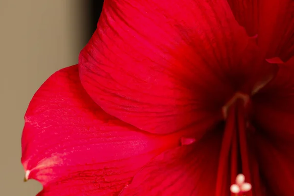 Close Beautiful Sensual Red Amaryllis Petals Bright Red Flower Visible — Stock Photo, Image