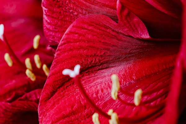 Close - up of beautiful sensual red amaryllis petals. Bright red flower petals with visible delicate filaments and anthers. Greeting card. Post card.