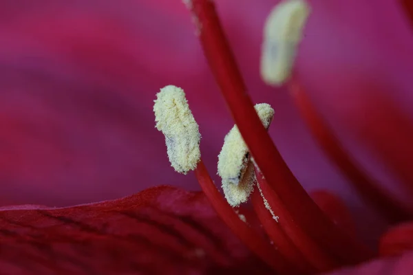 Close Beautiful Sensual Red Amaryllis Petals Bright Red Flower Petals — Stockfoto
