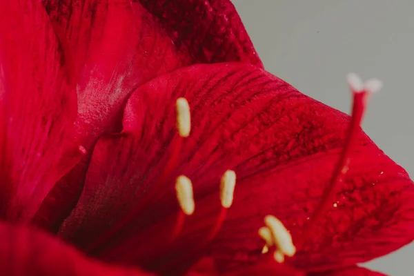 Close Beautiful Sensual Red Amaryllis Petals Bright Red Flower Visible — Stockfoto