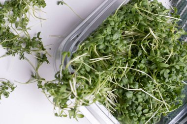 Close - up of appetizing microgreens in transparent plastic box on white background. Healthy food concept. Excellent image for healthy food banners and advertisements.