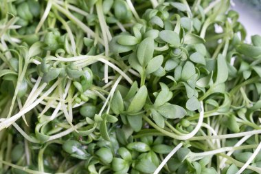 Close - up of appetizing, fresh microgreens on white background. Excellent image for healthy food banners and advertisements.