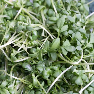 Close - up of appetizing, fresh microgreens on white background. Excellent image for healthy food banners and advertisements.