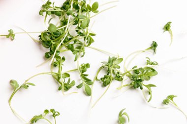 Close - up of appetizing, fresh microgreens on white background. Excellent image for healthy food banners and advertisements.