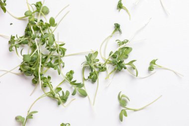Close - up of appetizing, fresh microgreens on white background. Excellent image for healthy food banners and advertisements. Place your text.