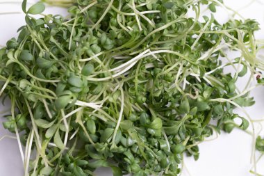 Close - up of appetizing, fresh microgreens on white background. Excellent image for healthy food banners and advertisements.