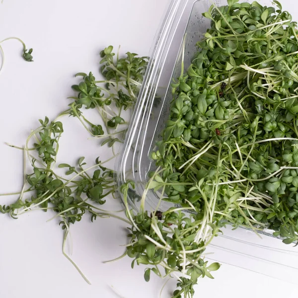 Close - up of appetizing microgreens in transparent plastic box on white background. Healthy food concept. Excellent image for healthy food banners and advertisements.