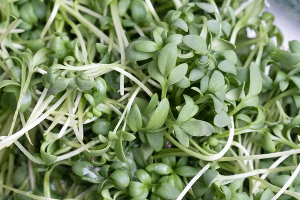 Close Appetizing Fresh Microgreens White Background Excellent Image Healthy Food — Stockfoto