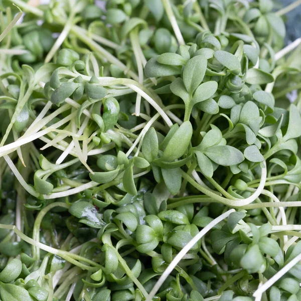 Close - up of appetizing, fresh microgreens on white background. Excellent image for healthy food banners and advertisements.