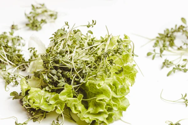 Close Appetizing Fresh Microgreens Lettuce White Background Excellent Image Healthy — Stockfoto