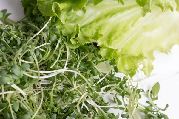 Close Appetizing Fresh Microgreens Lettuce White Background Excellent Image Healthy — Stockfoto