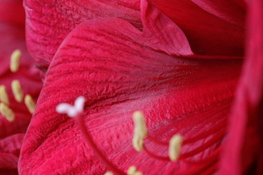 Close - up of beautiful sensual red amaryllis petals. Bright red flower petals with visible delicate filaments and anthers. Greeting card. Post card.