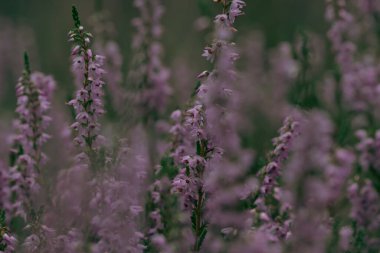 Blurry close-up of delicate pink heathers (Calluna vulgaris) in forest. Blurry heathers in background and in the foreground. Wild nature. Selective focus.