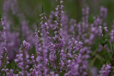 Close-up of delicate violet heathers (Calluna vulgaris) in forest. Blurry heathers in background and in the foreground. Wild nature. Selective focus.