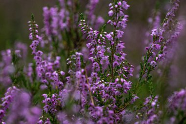 Close-up of delicate violet heathers (Calluna vulgaris) in forest. Blurry heathers in background and in the foreground. Wild nature. Selective focus.