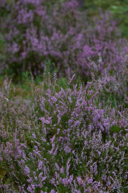 Close-up of delicate violet heathers (Calluna vulgaris) in forest. Blurry heathers in background. Wild nature.