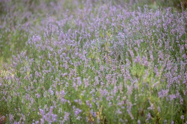 Close-up of delicate violet heathers (Calluna vulgaris) in forest. Blurry heathers in background. Wild nature.