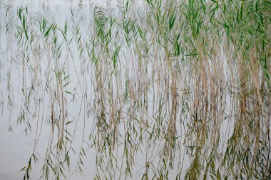 Close-up of water plants in lake. Wild nature. Beautiful moment and peaceful atmosphere in nature. Water plants reflect in water.