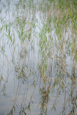 Close-up of lake with water plants. Wild nature. Beautiful moment and peaceful atmosphere in nature. Water plants reflect in water.