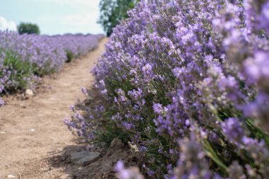 Beautiful landscape of lavender field. Lavender field in sunny day. Blooming lavender fields. Excellent image for banners and advertisements.