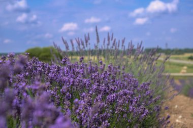 Picturesque blurred landscape with green meadows and blue sky with clouds in background and  blooming lavenders in the foreground. 