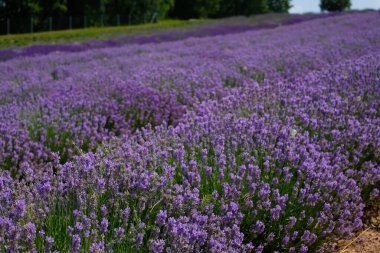 Beautiful landscape of lavender field. Lavender field in sunny day. Blooming lavender fields. Trees and sky in background. Excellent image for banners and advertisements.