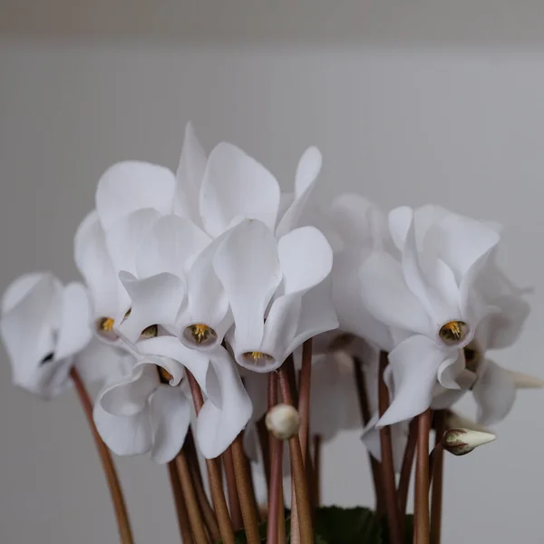 Close Beautiful White Alpine Violet Cyclamen Pot Bright White Flower — Foto Stock