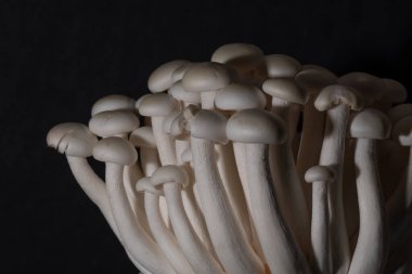 Siyah arka planda beyaz Shimeji mantarları. Gıda arkaplanı. 