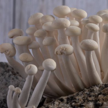 Close-up of delicate white shimeji mushrooms on light background. Food background. 
