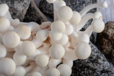 Close-up of delicate white shimeji mushrooms on light background. Food background. 
