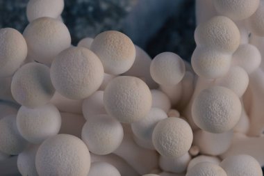 Close-up of delicate white shimeji mushrooms on light background. Food background. 